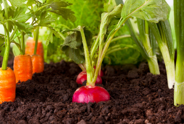 Grow your own food at home