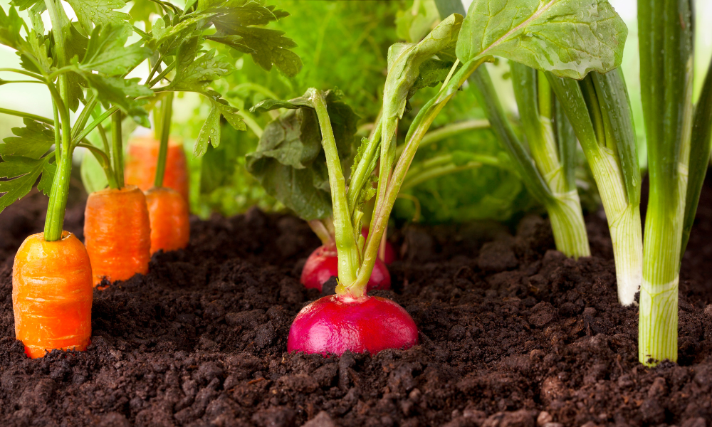 From Seed to Table in Record Time: Quick-Growing Plants You Can Eat